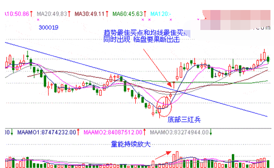 红三兵形态介绍4.png